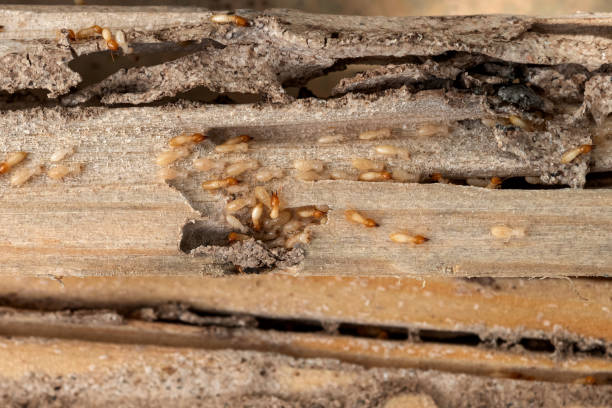 Best Pest Prevention Services  in Gosnell, AR